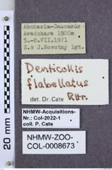 Etiketten zu Denticollis flabellatus (NHMW-ZOO-COL-0008673)